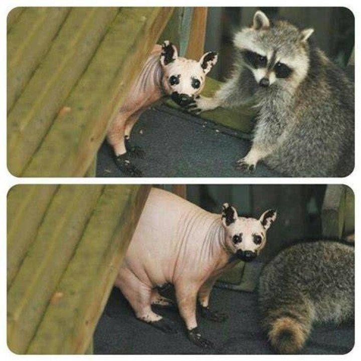 Hairless raccoon. Funny animal memes, Animals, Funny animals