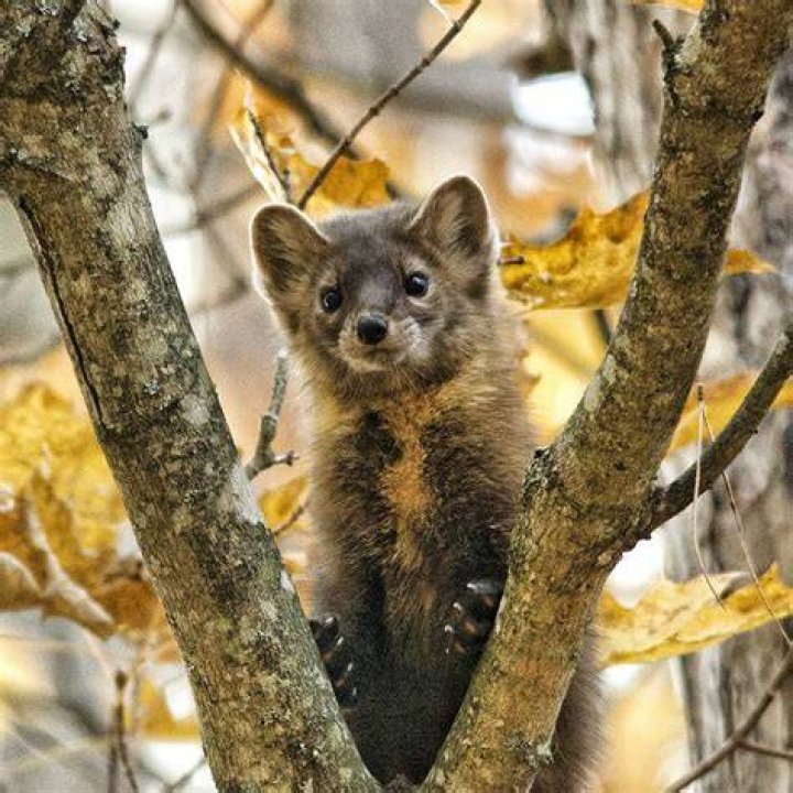 Pine Marten in Algonquin Park ON Canada r/aww