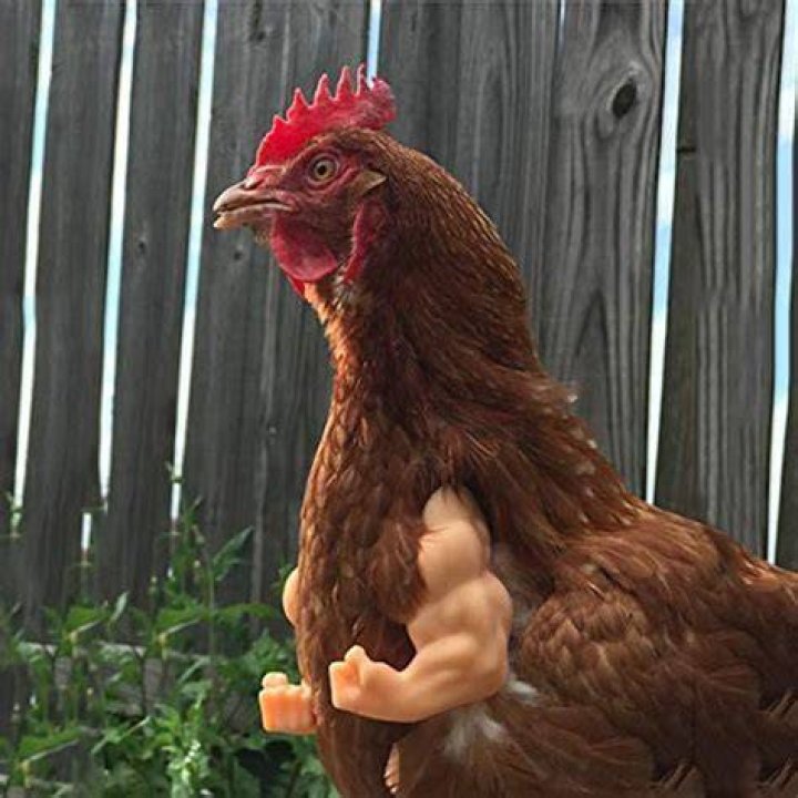 Tukinala Chicken Arms Toys Chicken Hands Doll Hands for Hens Chicken