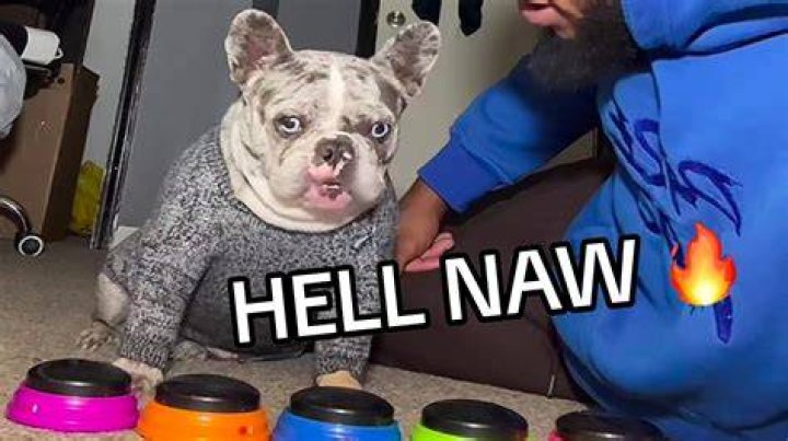 Unleashing Fun: The Hell No Dog Button Phenomenon